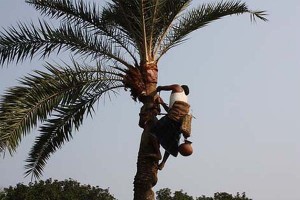 palm_bfp_