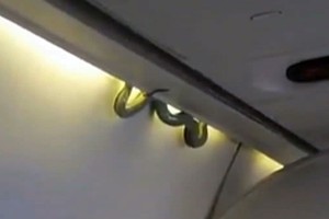 snake